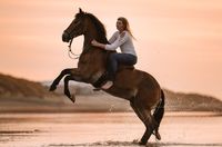 steigendes Pferd am Strand